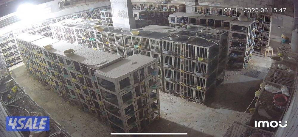 ازواج حمام زاجل ولاحم للبيع0