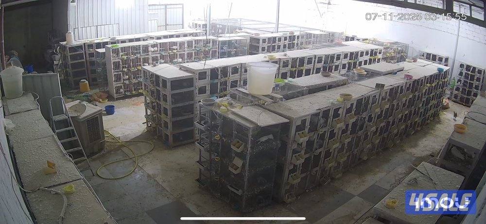 ازواج حمام زاجل ولاحم للبيع1