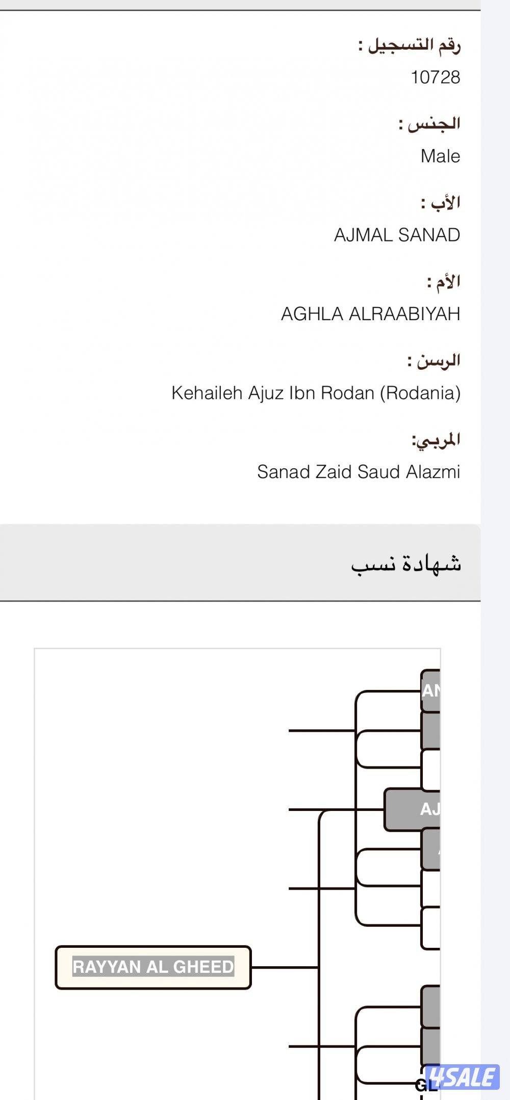 حصان  مصري  للبيع شرط السلم1