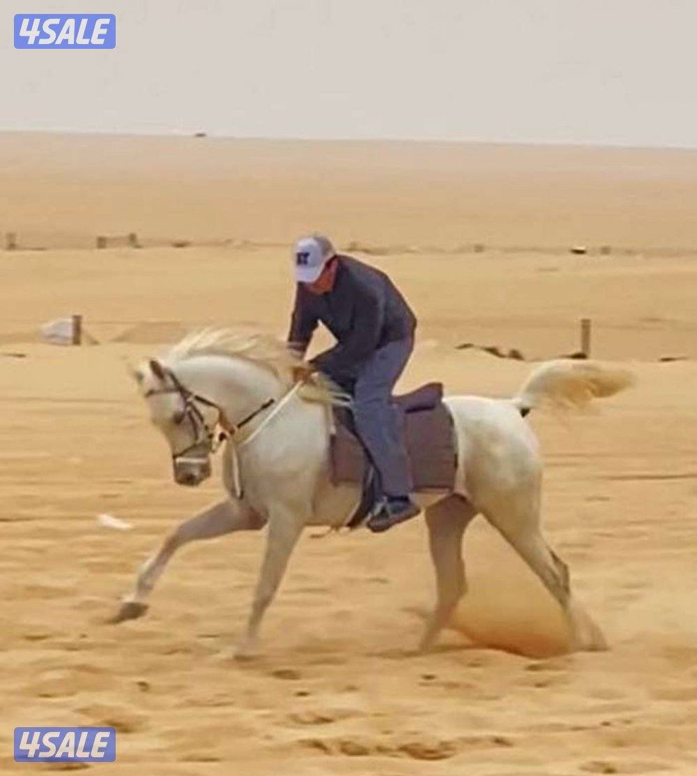 حصان  مصري  للبيع شرط السلم0