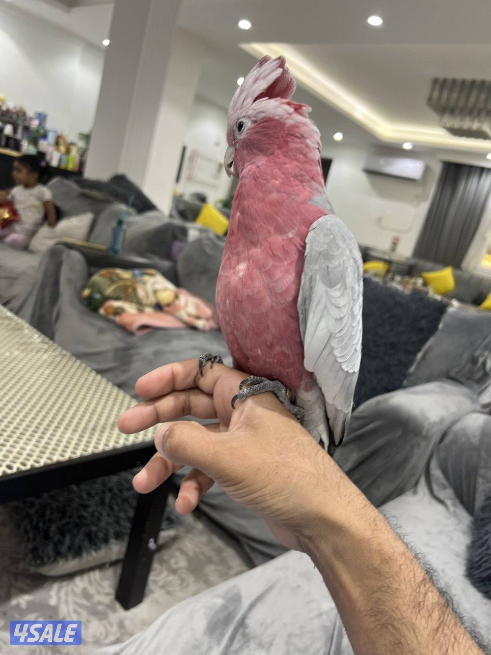 كوكاتو غالا1