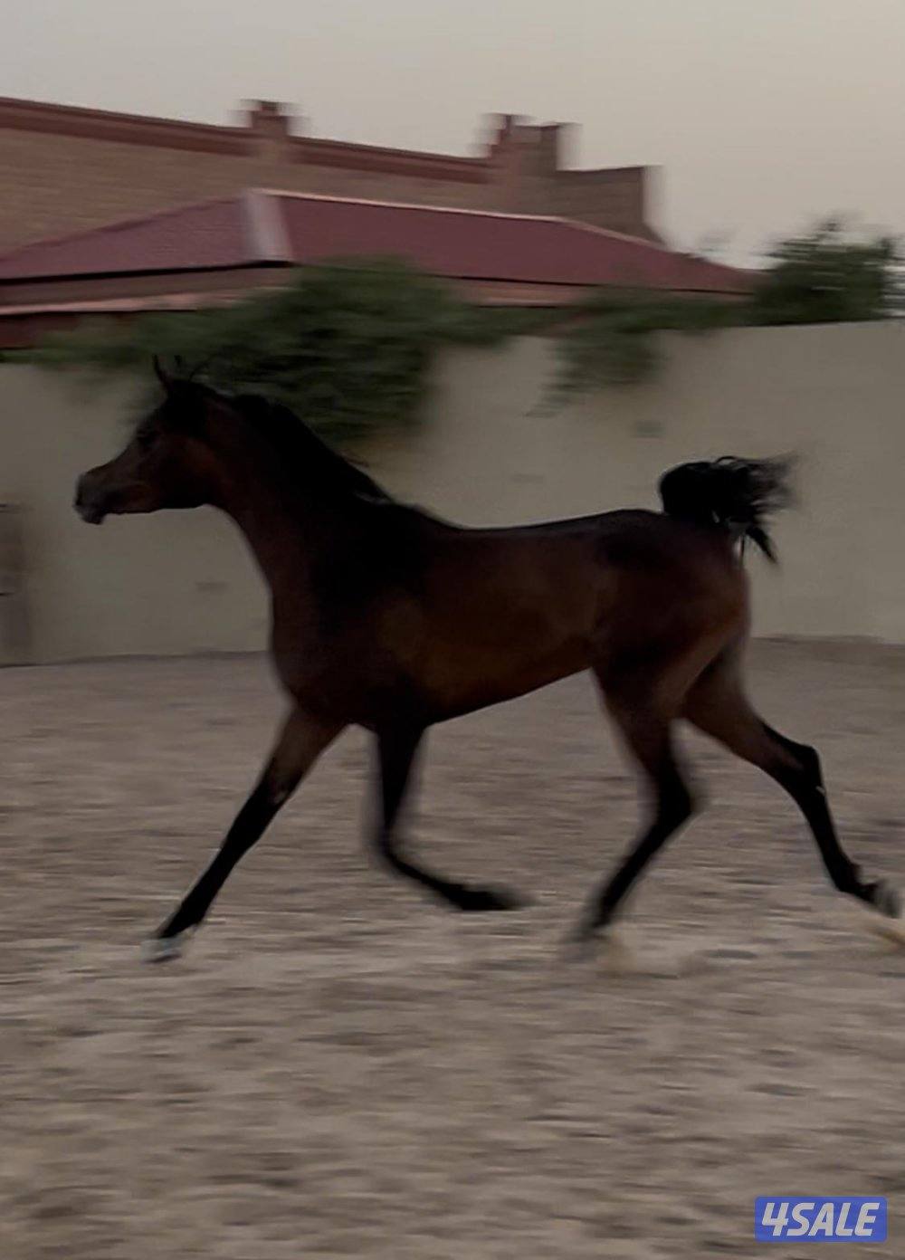 للبيع خيل عربية مسجلة مكس واهو0