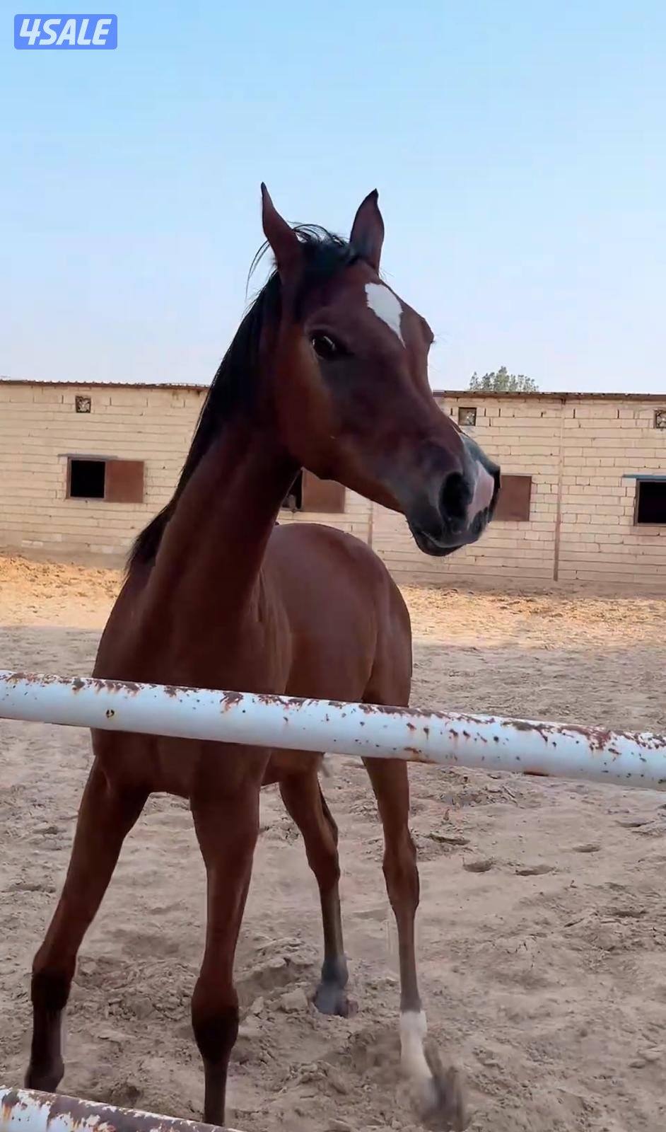 للبيع خيل عربية مسجلة مكس واهو1