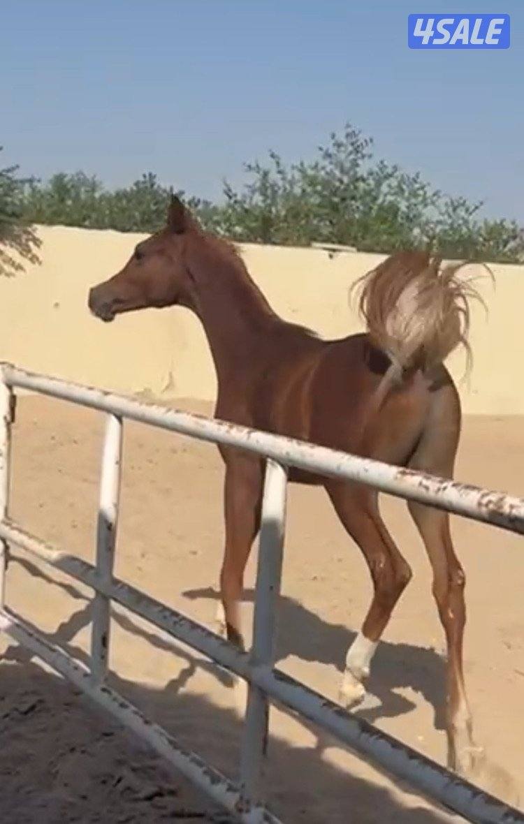 للبيع خيل عربية مسجلة مكس واهو2