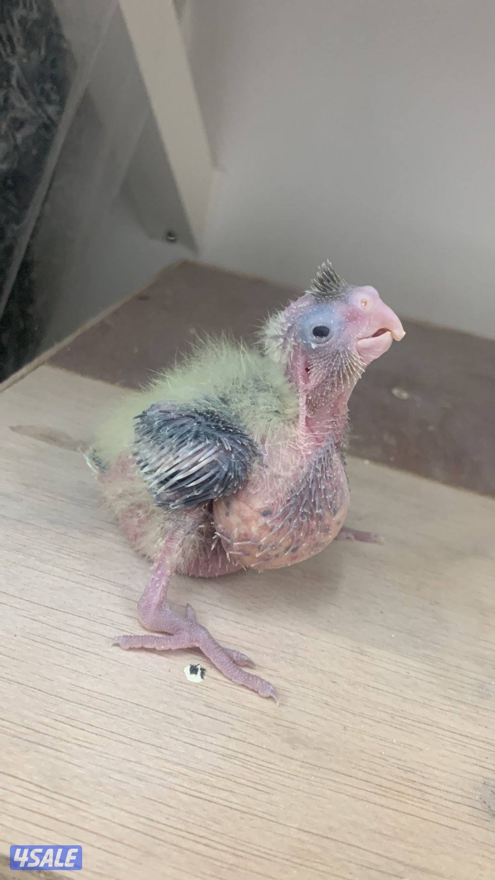 فرخ كروان 101