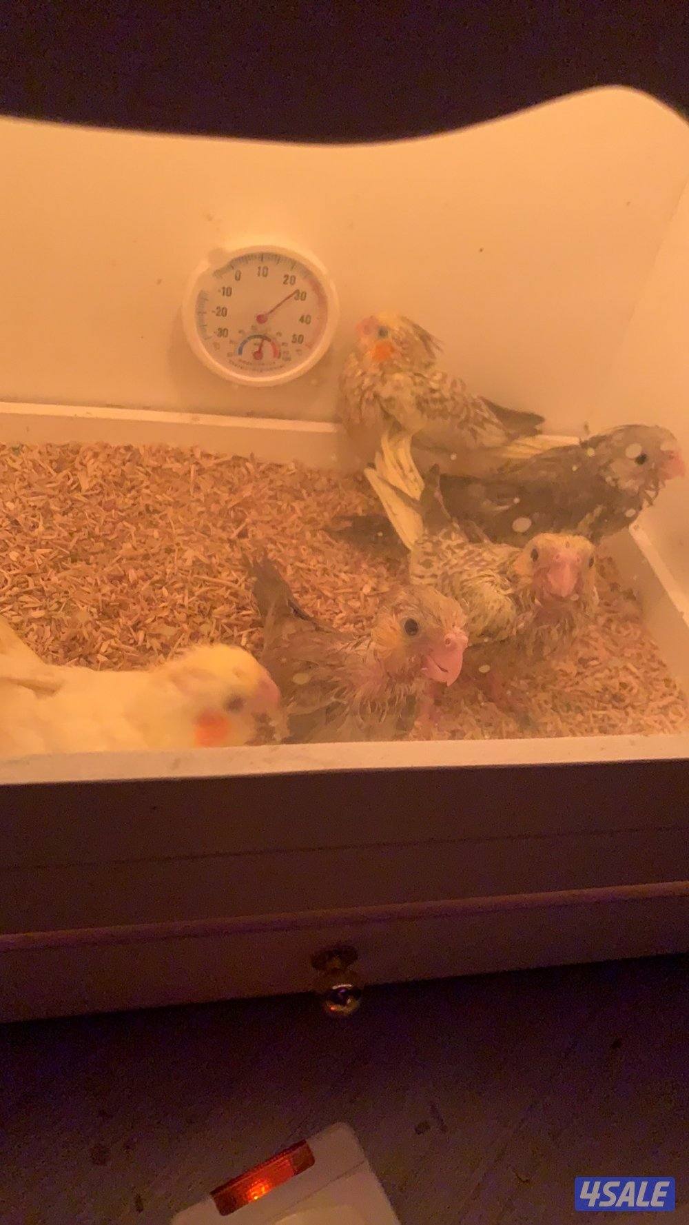 فرخ كروان 102