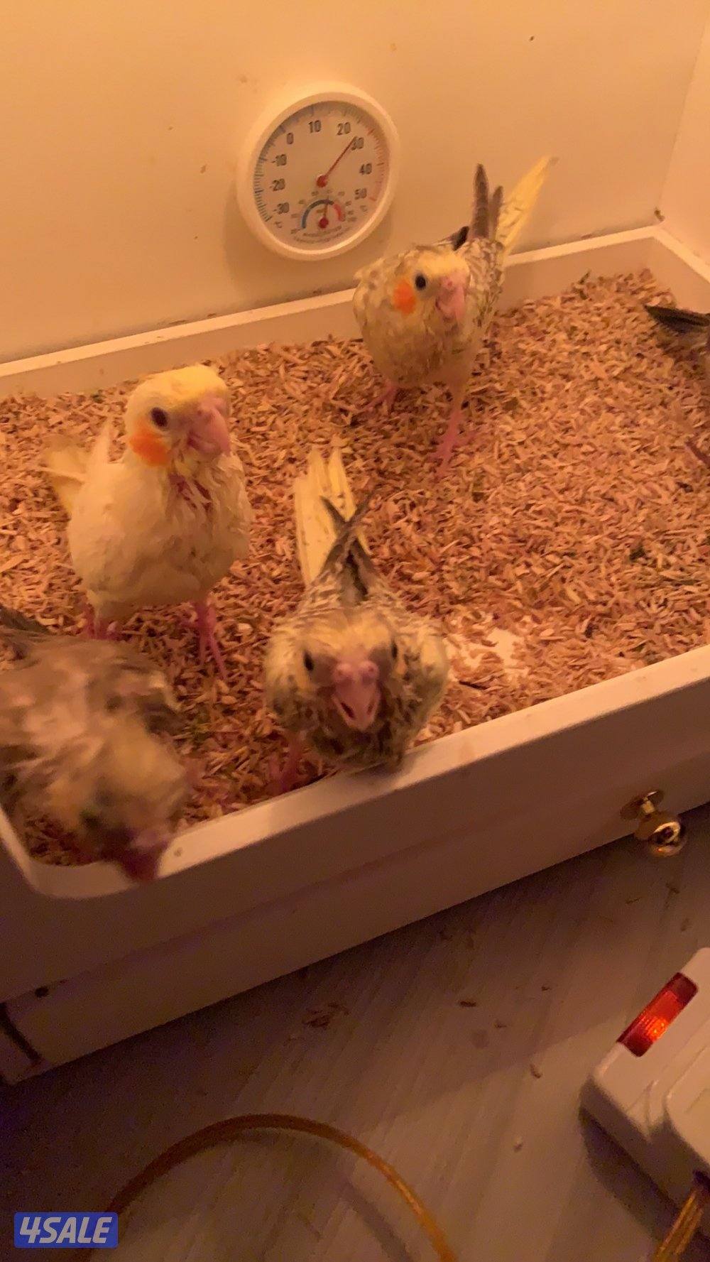 فرخ كروان 103