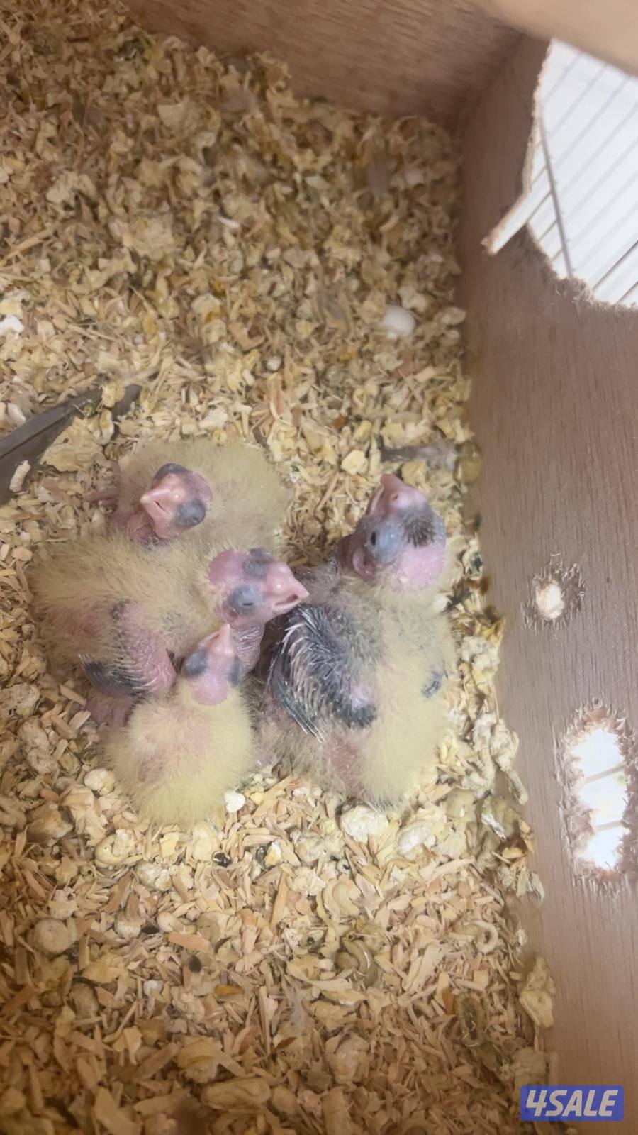 فرخ كروان 104