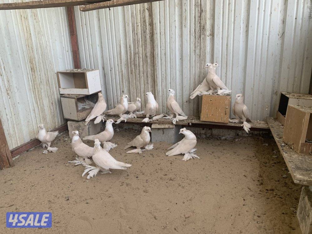 للبيع حمام بغدادي صفر زيراي0