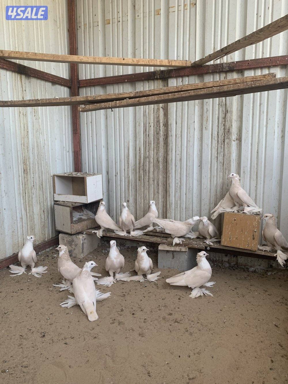 للبيع حمام بغدادي صفر زيراي1