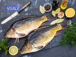 متوفر زربعة اسماك كارب (بني عراقي )0