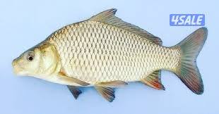 متوفر زربعة اسماك كارب (بني عراقي )1