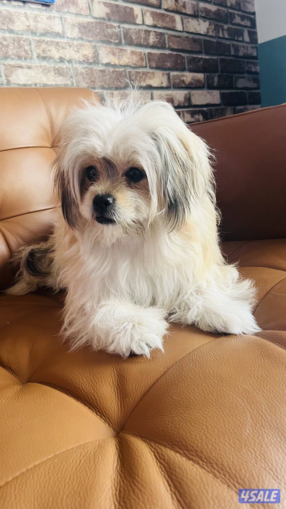 للبيع أنثى شيتزو0