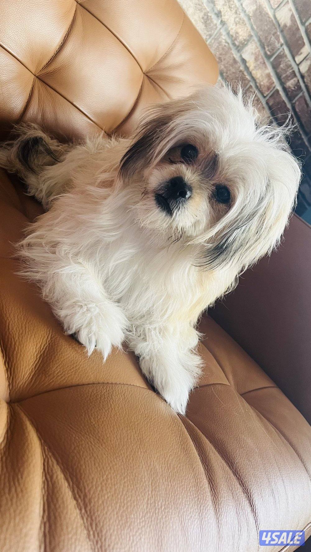 للبيع أنثى شيتزو1