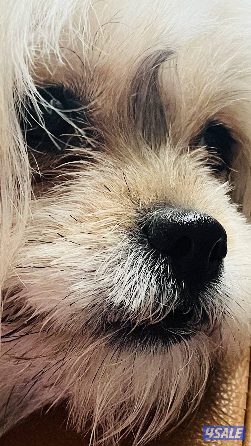 للبيع أنثى شيتزو2