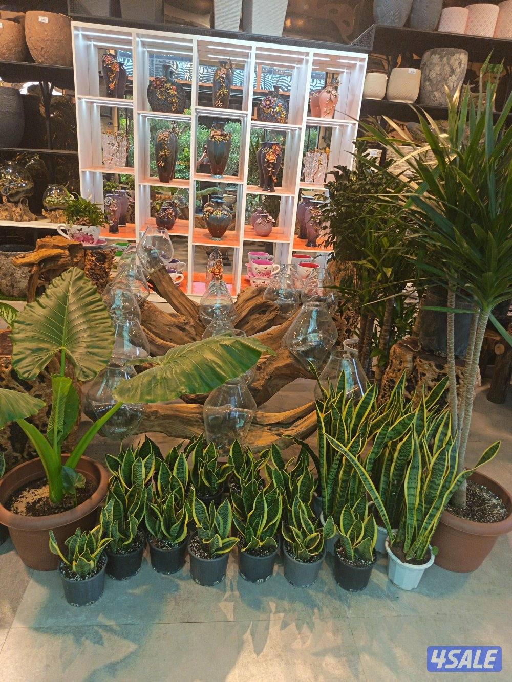 الفيلكاوي الزراعيه2