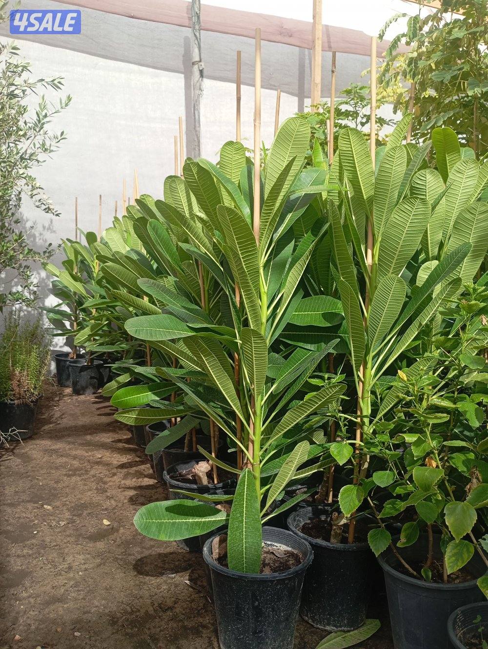 الفيلكاوي الزراعيه11