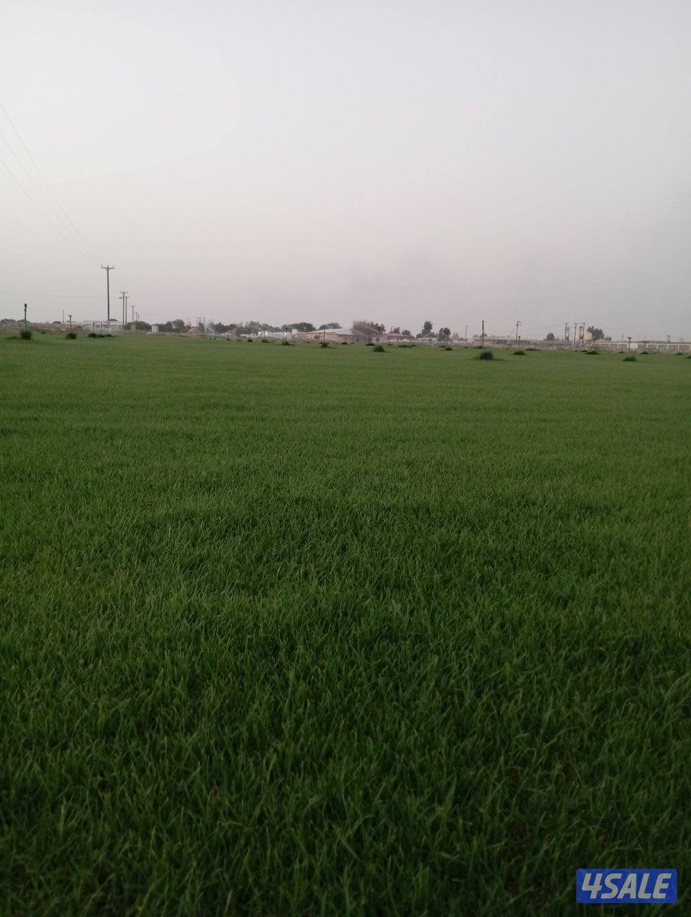 الفيلكاوي الزراعيه12