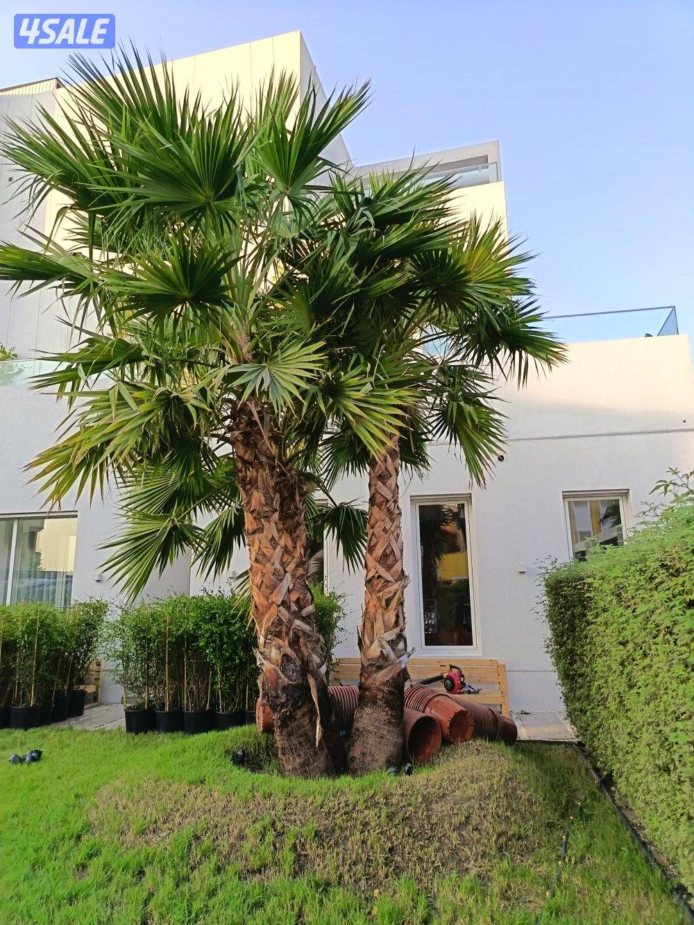 الفيلكاوي الزراعيه13