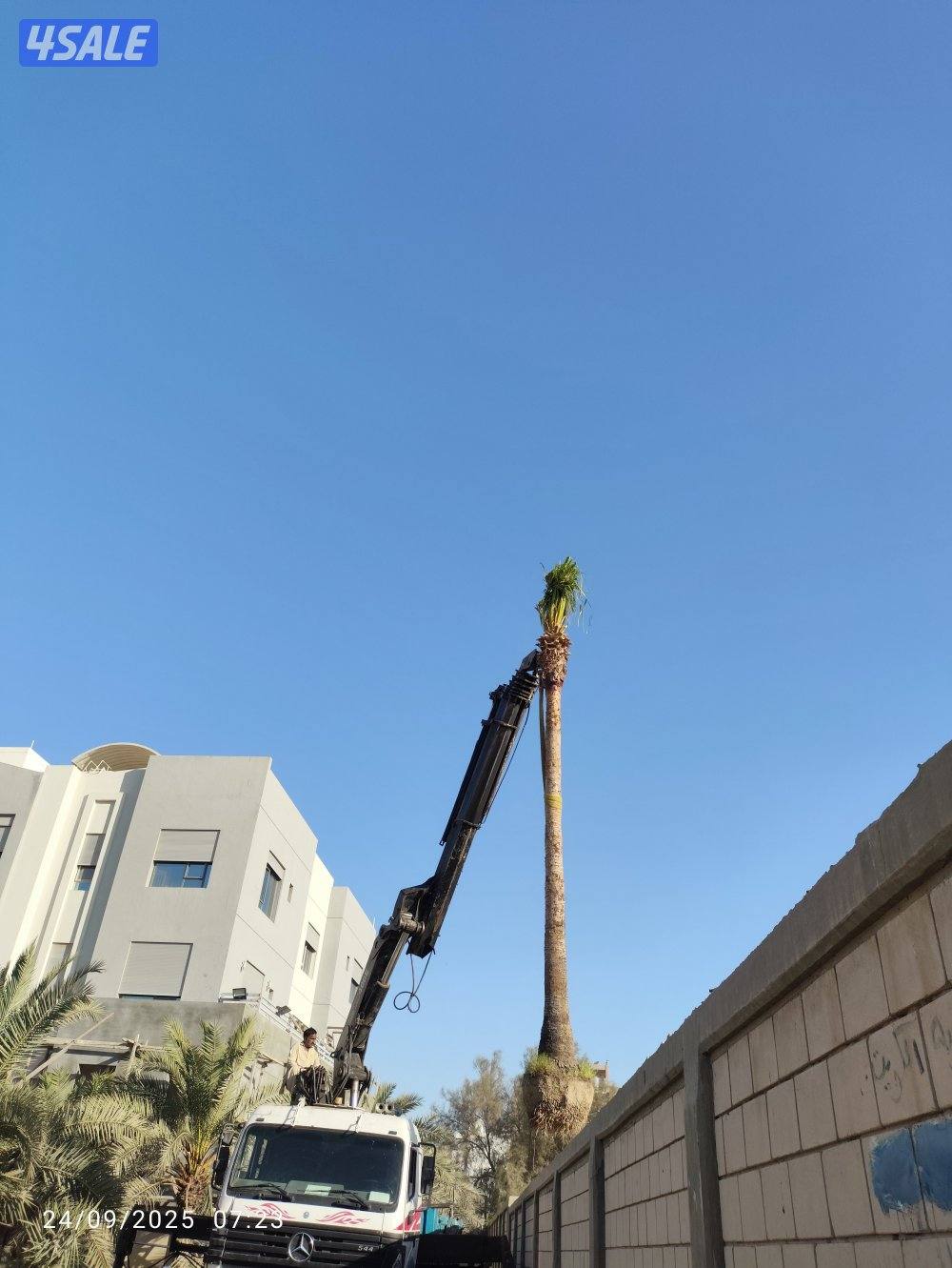 تنظيف نخيل .شيل نخل من مكان الإمكان اخر..بيع وشراء جميع انواع النخيل1