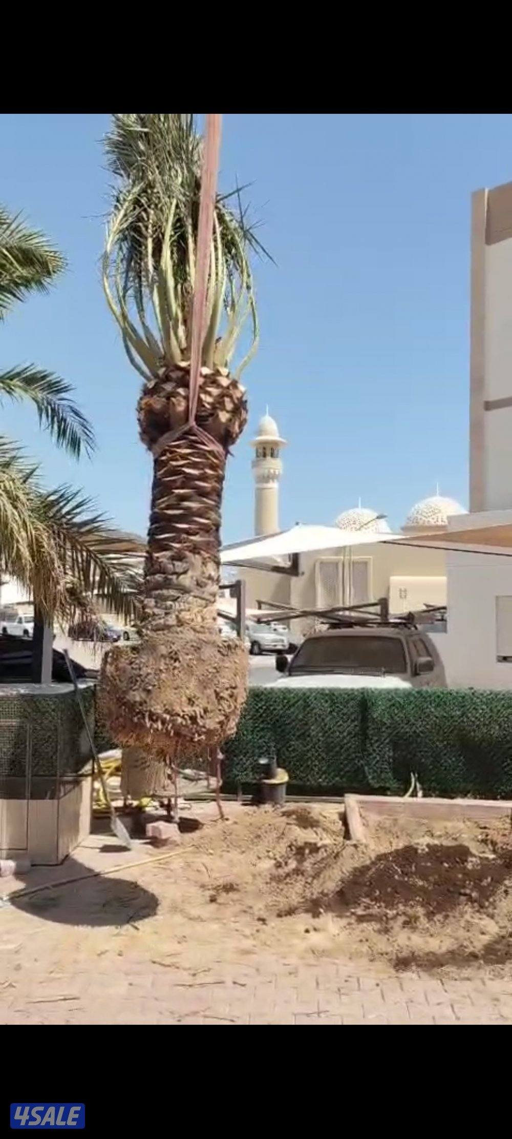 تنظيف نخيل .شيل نخل من مكان الإمكان اخر..بيع وشراء جميع انواع النخيل3