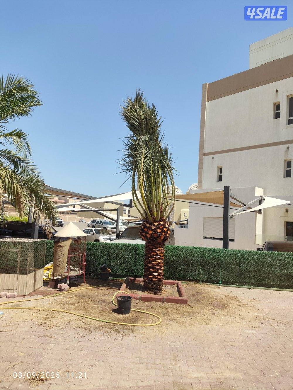 تنظيف نخيل .شيل نخل من مكان الإمكان اخر..بيع وشراء جميع انواع النخيل4