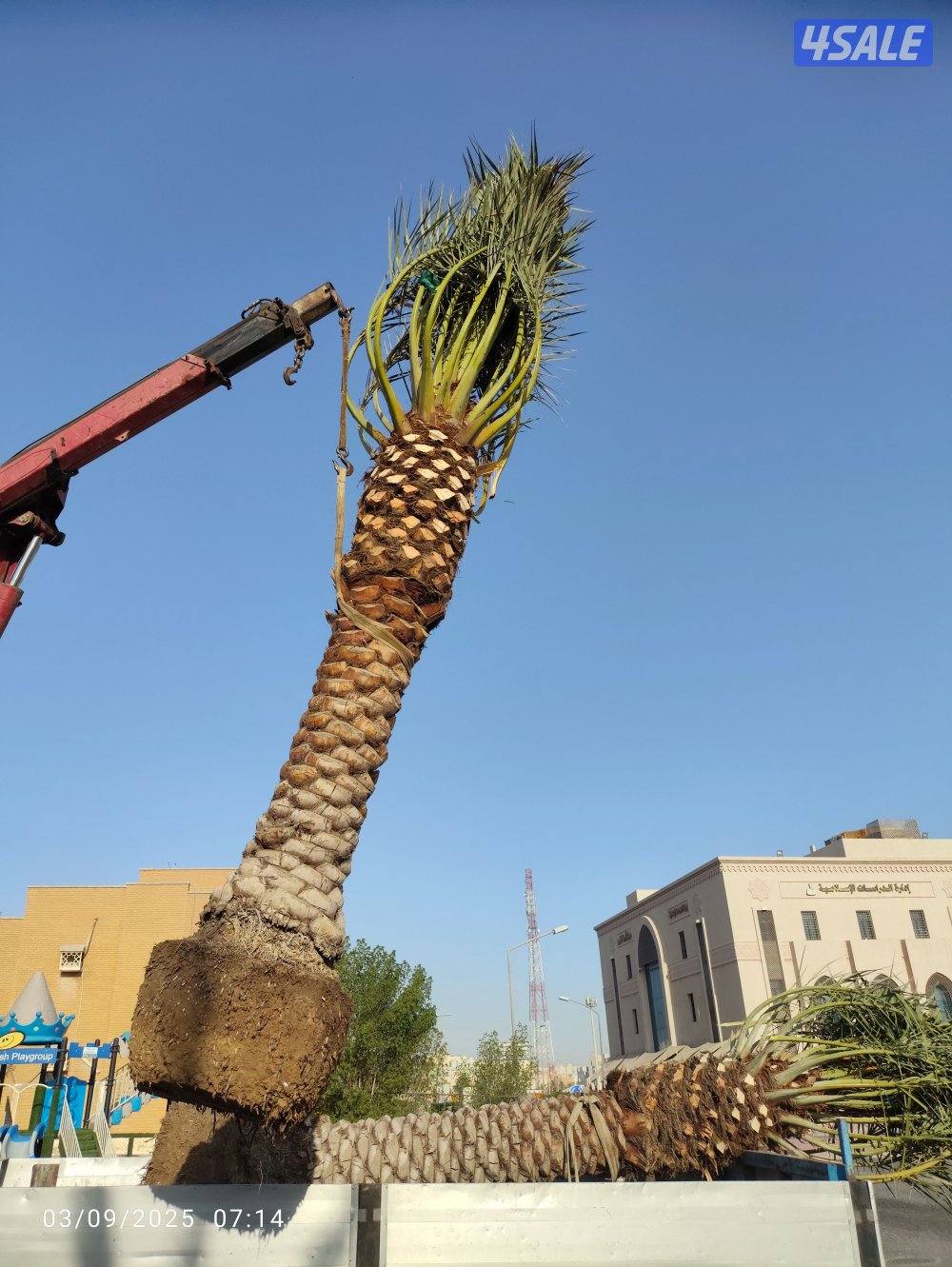 تنظيف نخيل .شيل نخل من مكان الإمكان اخر..بيع وشراء جميع انواع النخيل5