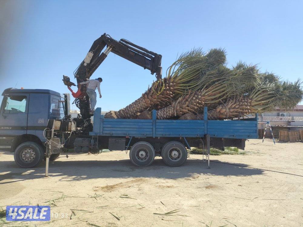 تنظيف نخيل .شيل نخل من مكان الإمكان اخر..بيع وشراء جميع انواع النخيل8