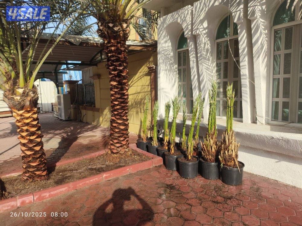 تنظيف نخيل .شيل نخل من مكان الإمكان اخر..بيع وشراء جميع انواع النخيل9