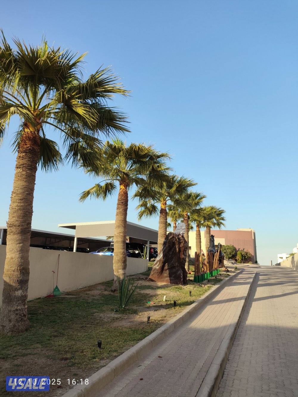 تنظيف نخيل .شيل نخل من مكان الإمكان اخر..بيع وشراء جميع انواع النخيل10