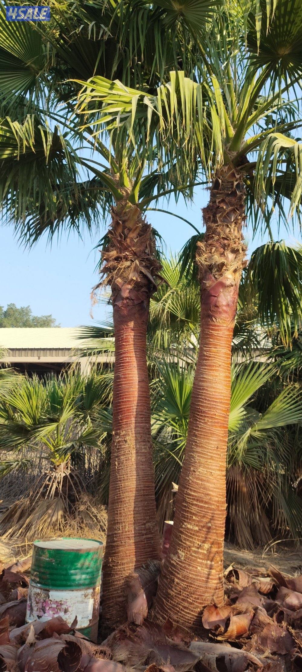 تنظيف نخيل .شيل نخل من مكان الإمكان اخر..بيع وشراء جميع انواع النخيل11