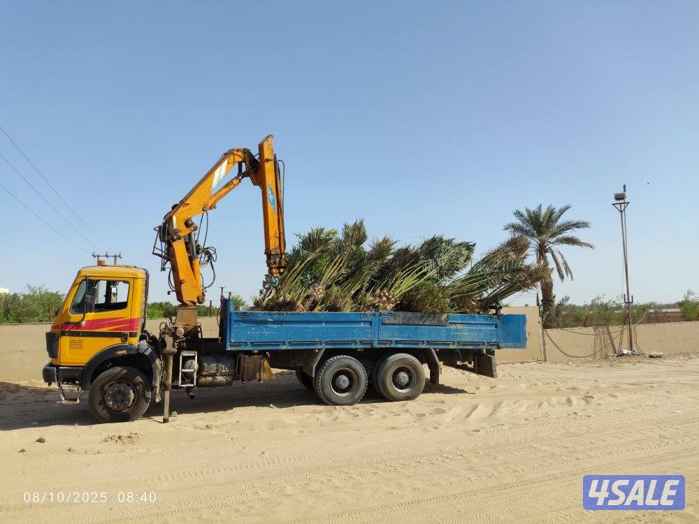 تنظيف نخيل .شيل نخل من مكان الإمكان اخر..بيع وشراء جميع انواع النخيل12