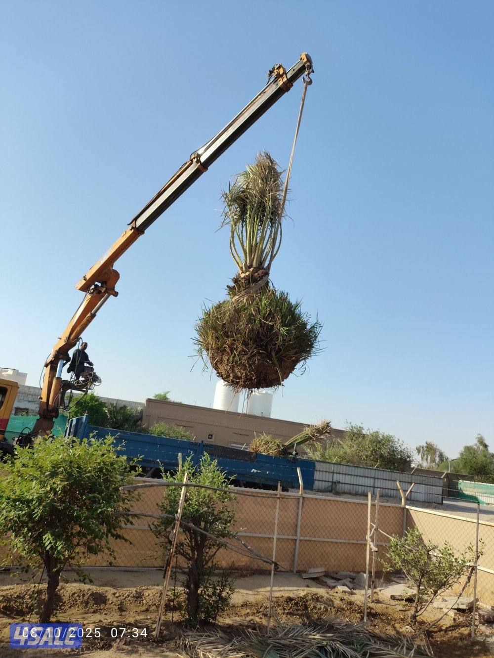 تنظيف نخيل .شيل نخل من مكان الإمكان اخر..بيع وشراء جميع انواع النخيل13