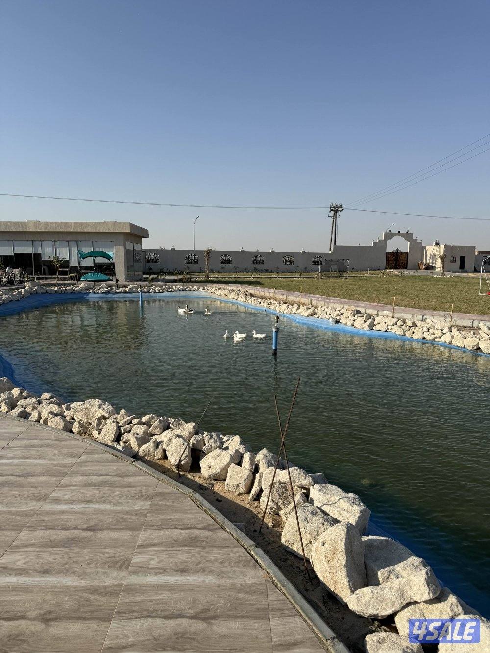 مزرعه بالعبدلي7