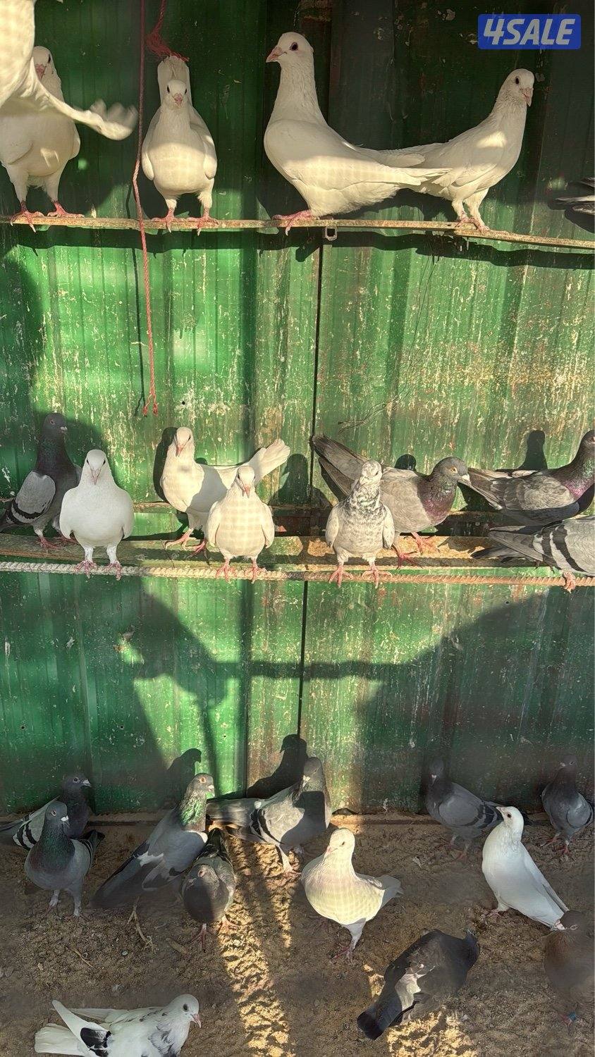 للبيع حمام عدد70 لاحم وزاجل1