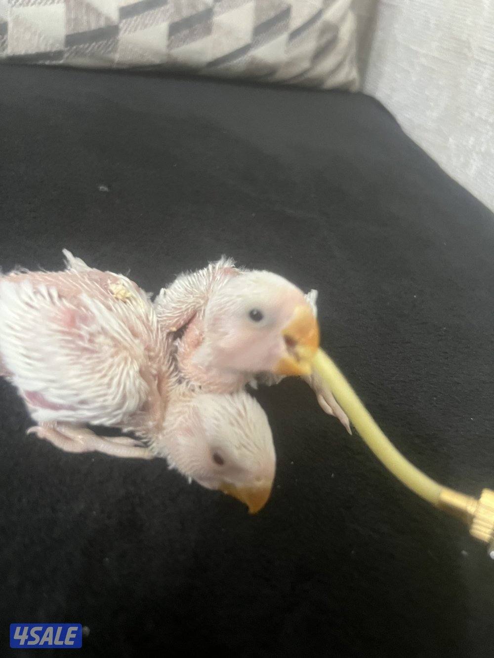 فروخ روز للبيع الثنين ب ٢٥0