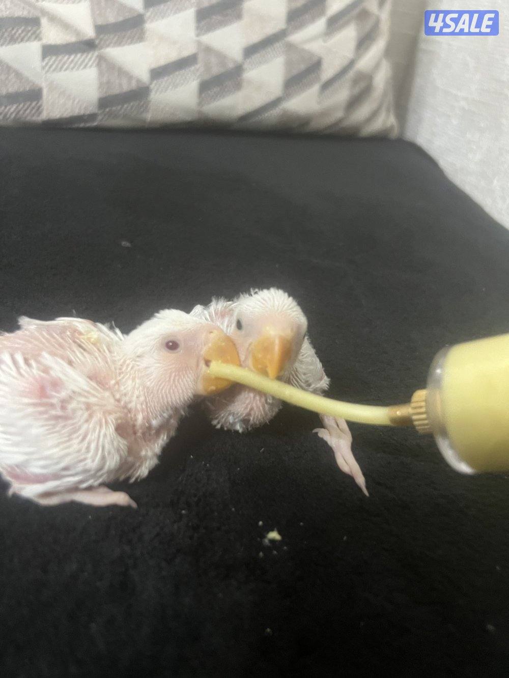 فروخ روز للبيع الثنين ب ٢٥1