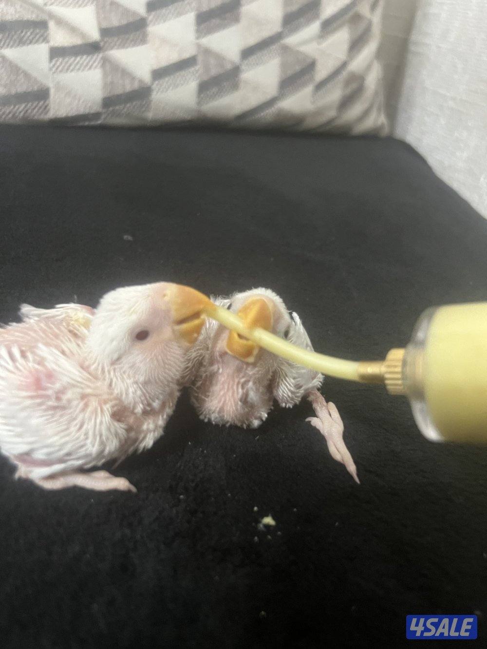 فروخ روز للبيع الثنين ب ٢٥2