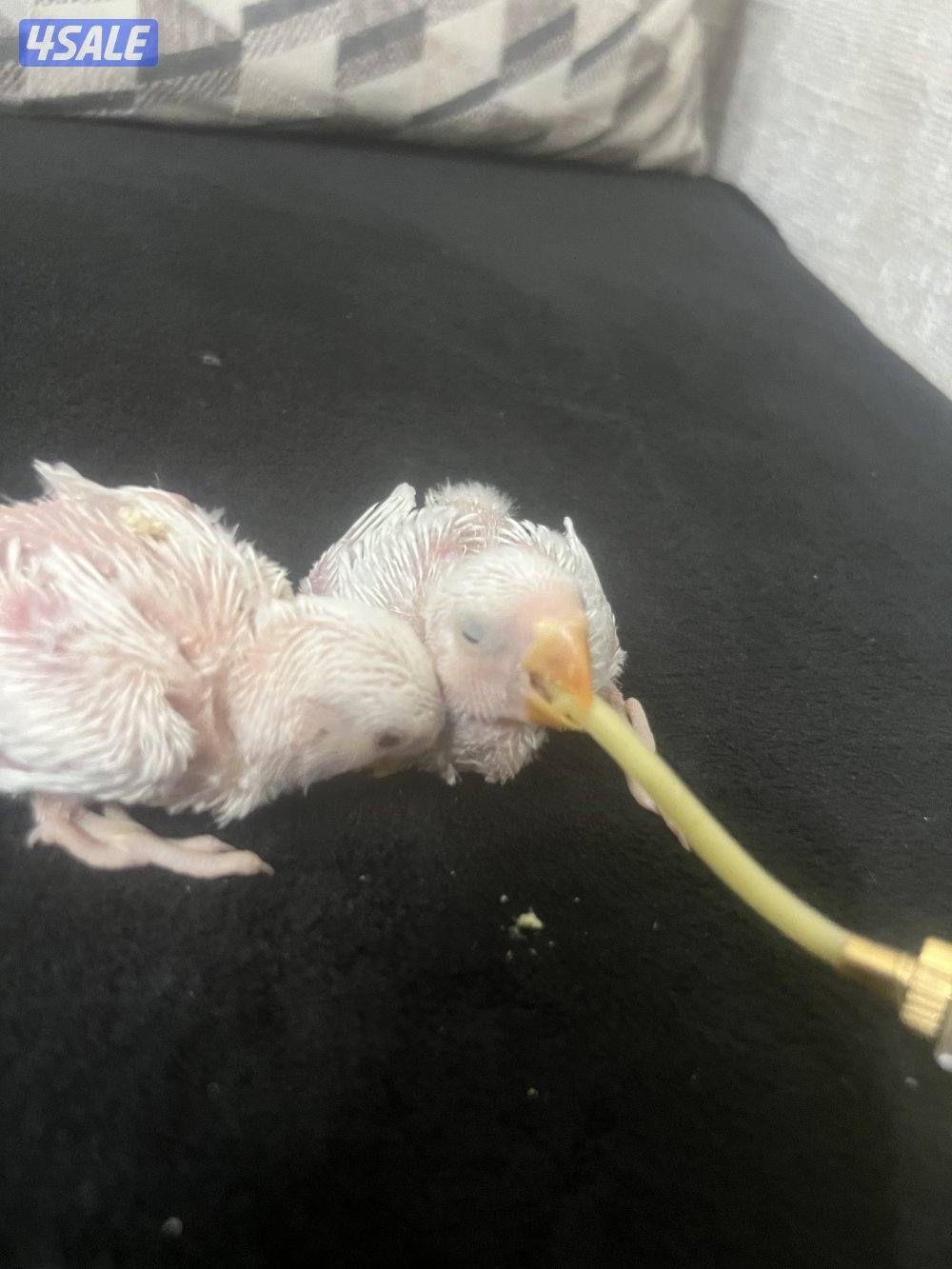 فروخ روز للبيع الثنين ب ٢٥3