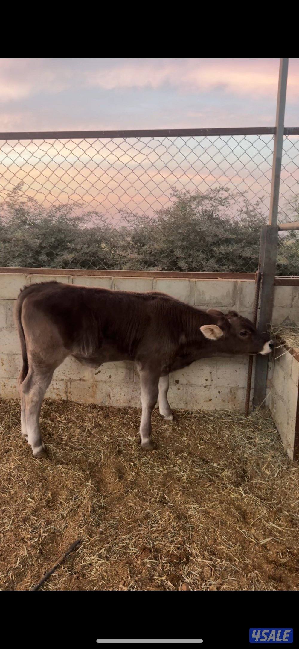 للبيع فحل بروان + عجل براون0