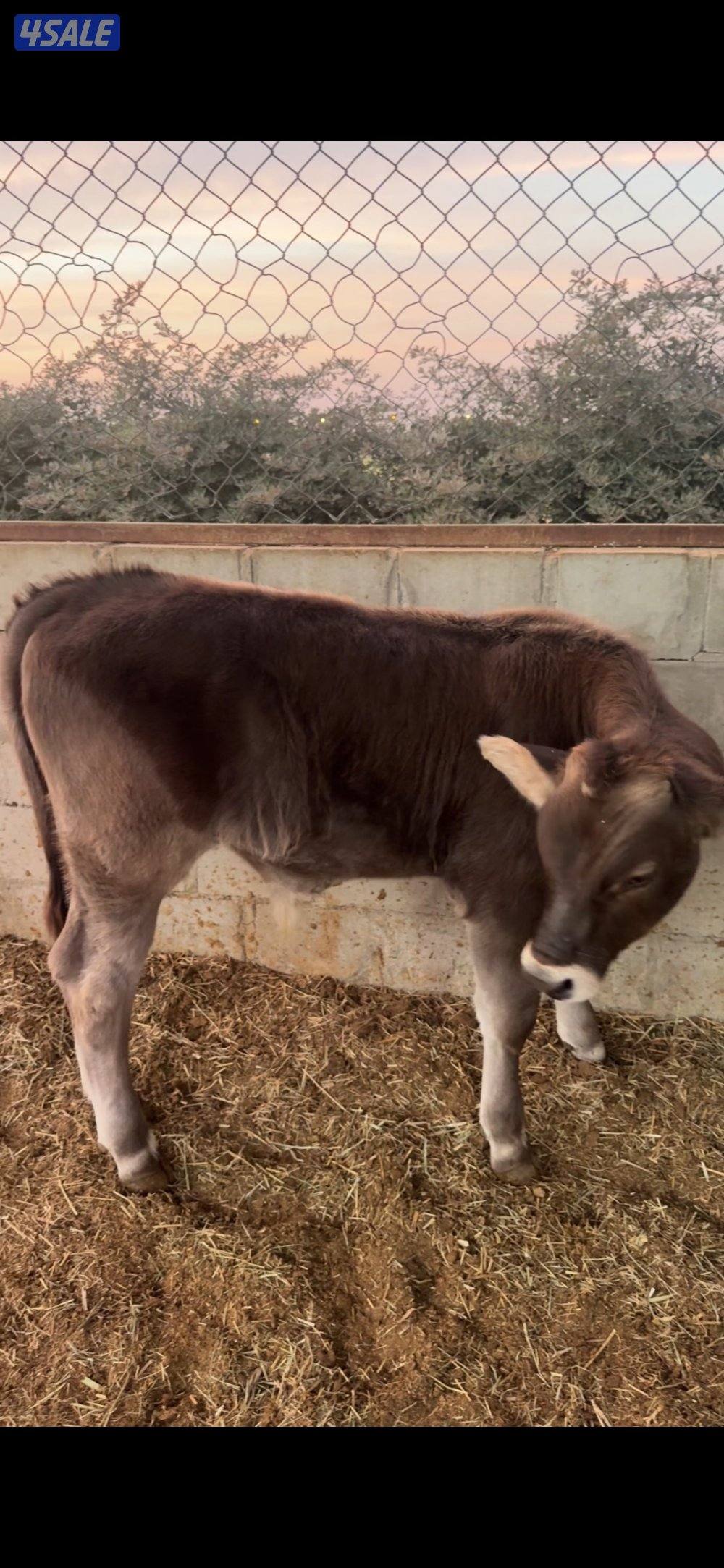 للبيع فحل بروان + عجل براون1