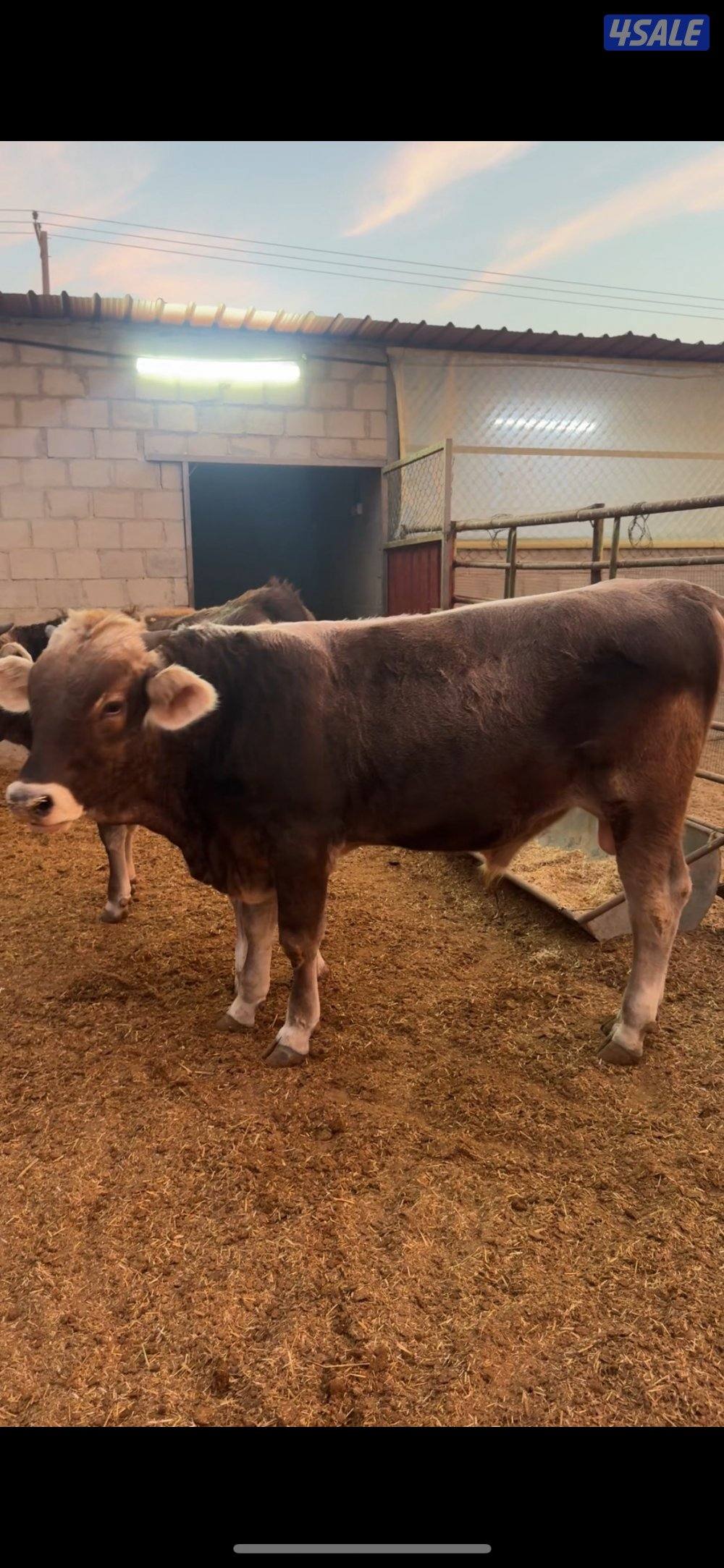 للبيع فحل بروان + عجل براون2