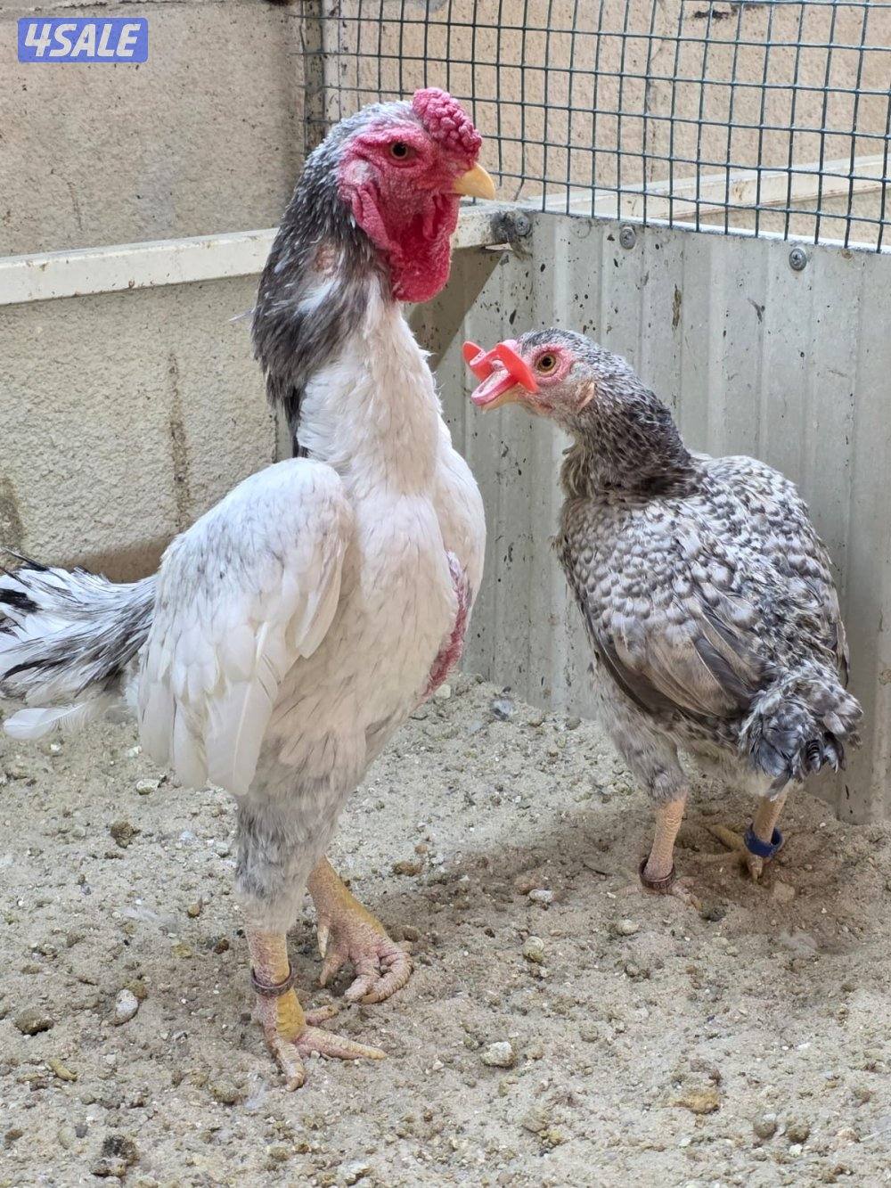 ازواج فايتر1