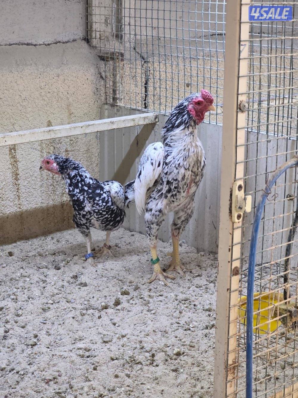 ازواج فايتر0