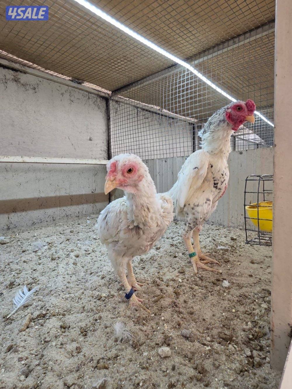 ازواج فايتر2