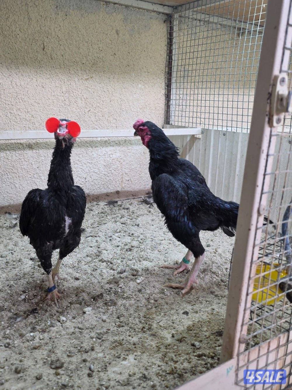 ازواج فايتر5