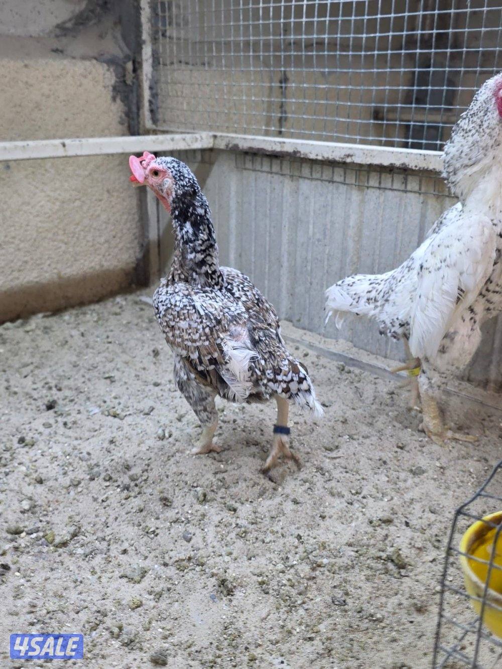 ازواج فايتر6