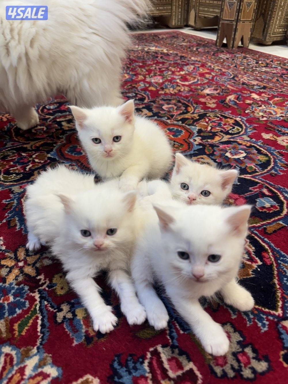 للبيع قطط شهر ونص1