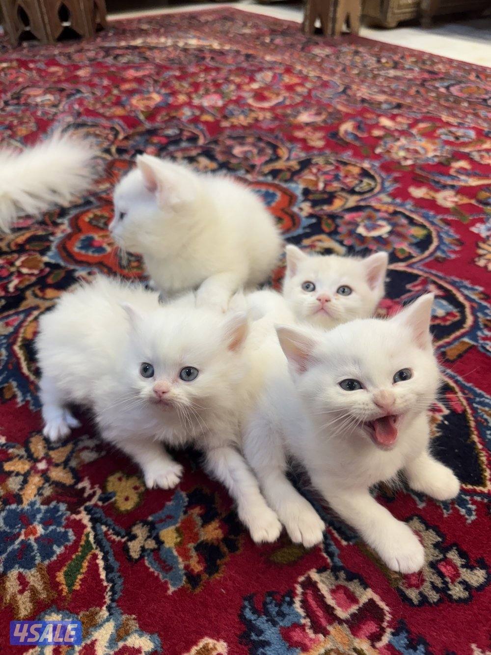 للبيع قطط شهر ونص2