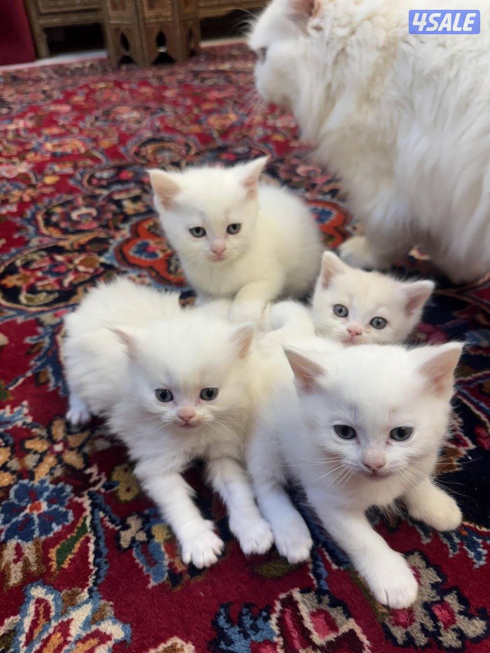 للبيع قطط شهر ونص3